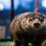 Más de $15 millones de dólares son destinados para renovar el zoológico de Staten Island