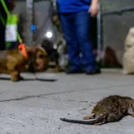 Las ratas son ahora un “atractivo turístico” en la caótica Nueva York: hasta ofrecen paseos nocturnos para verlas