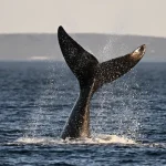 Captaron a ballena nadando en bahía de Nueva York con rascacielos de fondo