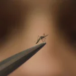 RD: Se están criando mosquitos especiales para combatir el dengue