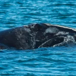 Caza de ballenas se reanuda en Islandia con regulaciones estrictas