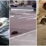 La invasión de ratas preocupa autoridades de Nueva York