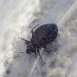 Plaga de chinches provoca el cierre de una biblioteca en Londres