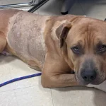 Crueldad animal en Nueva York: perro acuchillado