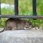 Guerra contra las ratas en New York: proponen métodos anticonceptivos para los roedores