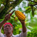 Revelaron una amenaza para el suministro mundial de chocolate