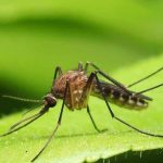 República Dominicana confirma la presencia del virus “Oropouche”