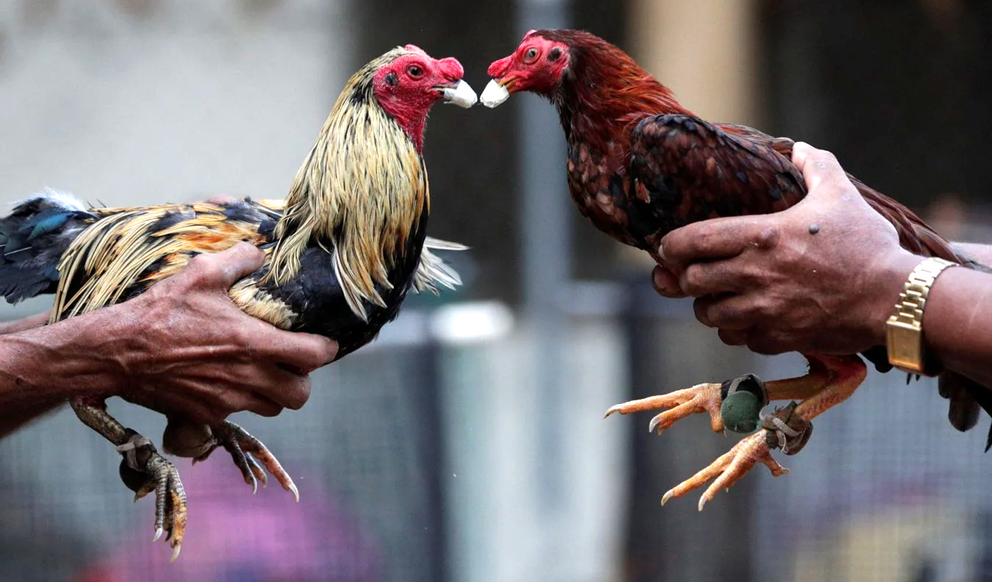 Dominicanos y boricuas acusados de crueldad animal