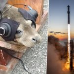 California obligó a SpaceX a capturar dos focas, ponerles auriculares y reproducir sonidos de cohetes